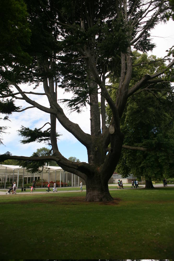 A last glimpse of green: the botanical gardens in Christchurch