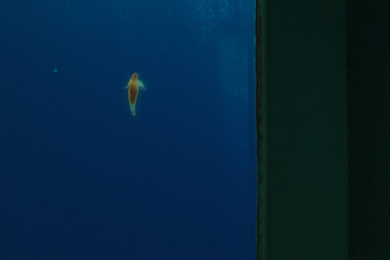 Sea angle (<em>Mollusca</em>) swimming by